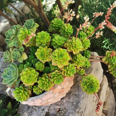 Apartmán Balticadriatic Dramalj