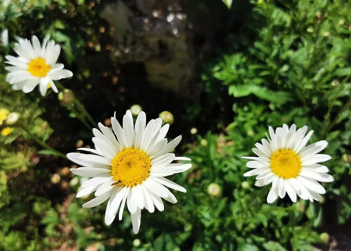 Balticadriatic Appartement